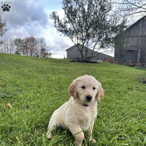 Molly, Golden Retriever Puppy